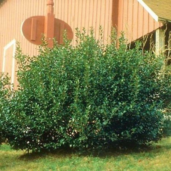 Ilex Meserveae 'china Boy' - View 2 from www redcrocus com