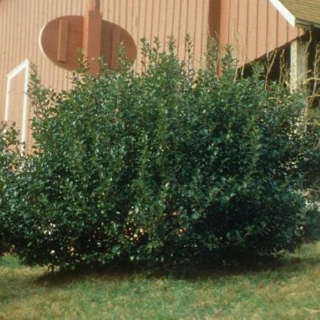 Ilex Meserveae 'china Boy' - View 6 from www redcrocus com