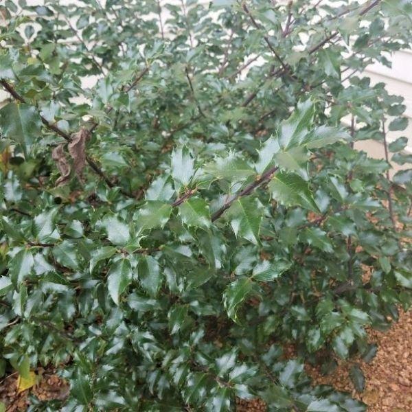 Ilex Meserveae 'china Boy' - View 7 from www redcrocus com