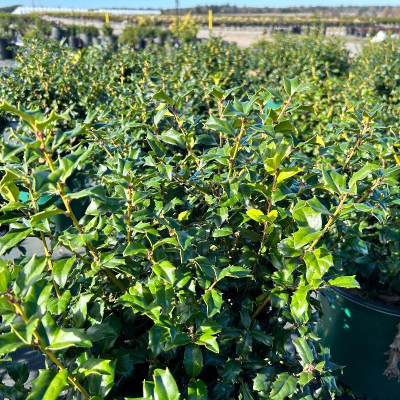 Ilex Meserveae 'china Boy' - View 8 from www redcrocus com