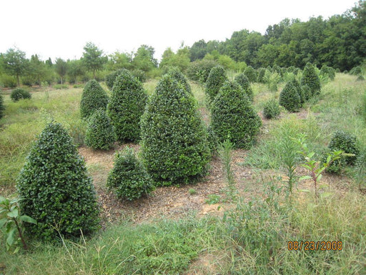 Ilex Meserveae China Girl - View 1 from www redcrocus com