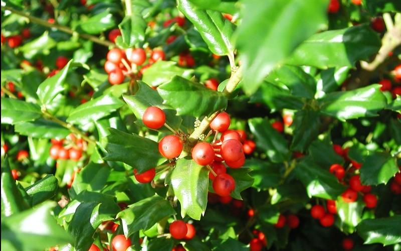 Ilex Meserveae China Girl - View 17 from www redcrocus com