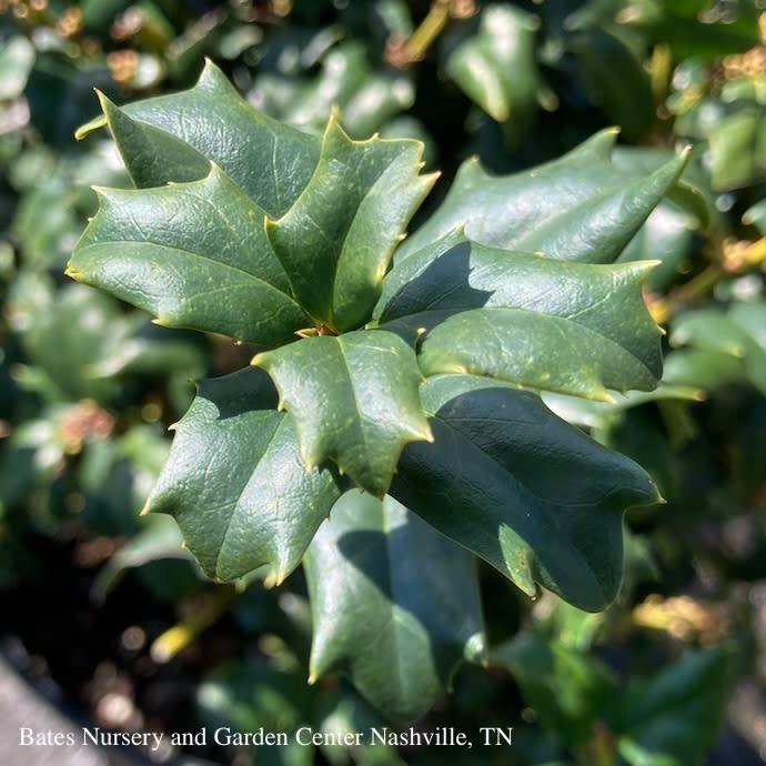 Ilex Meserveae China Girl - View 18 from www redcrocus com