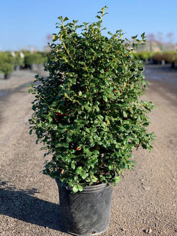 Ilex Meserveae China Girl - View 19 from www redcrocus com