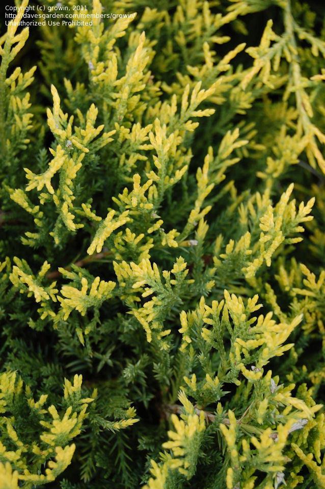 Juniperus Chinensis Old Gold - View 14 from www redcrocus com