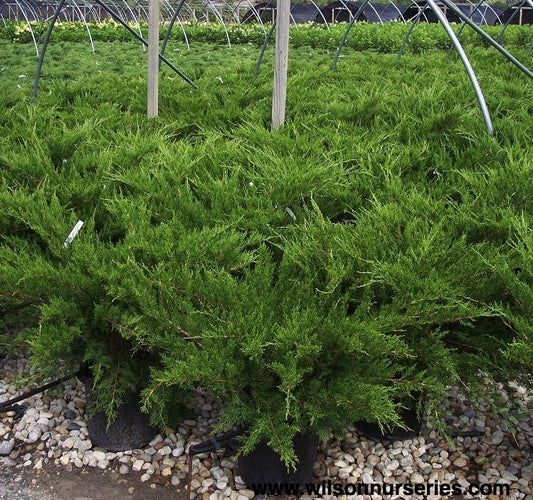 Juniperus Chinensis Sea Green - View 11 from www redcrocus com
