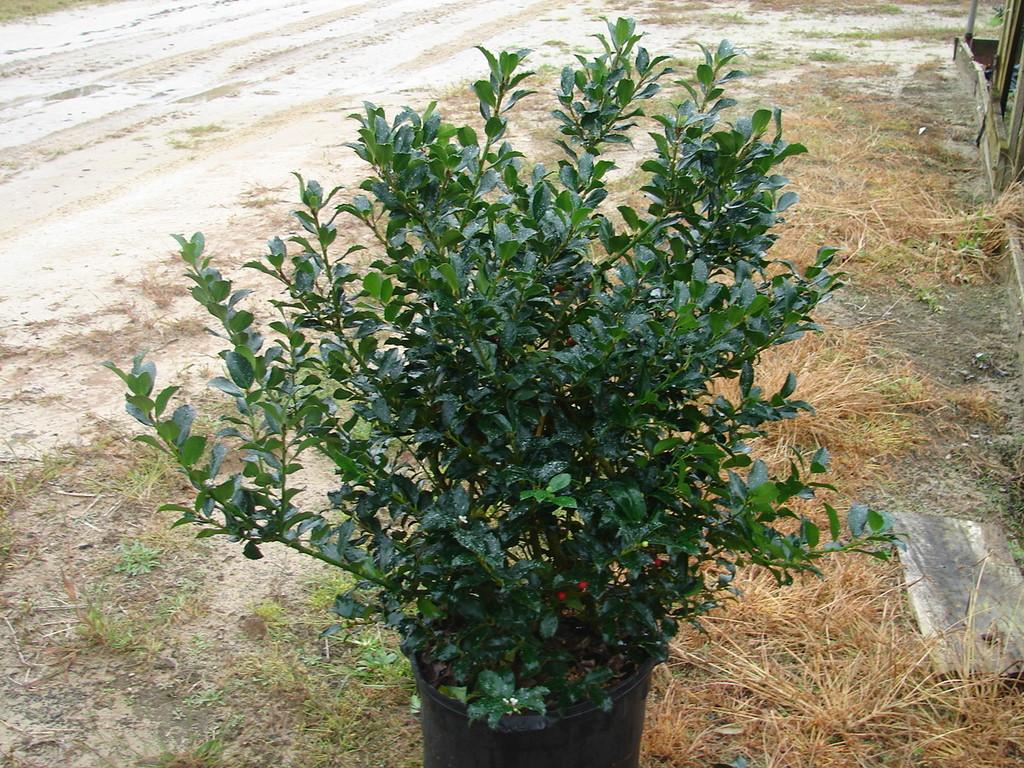 RedCrocus Blue Maid' Meserve Holly Ilex meserveae Evergreen Bush Shrub 4-6 ft Hardy Privacy Hedge  4/5' h B&B