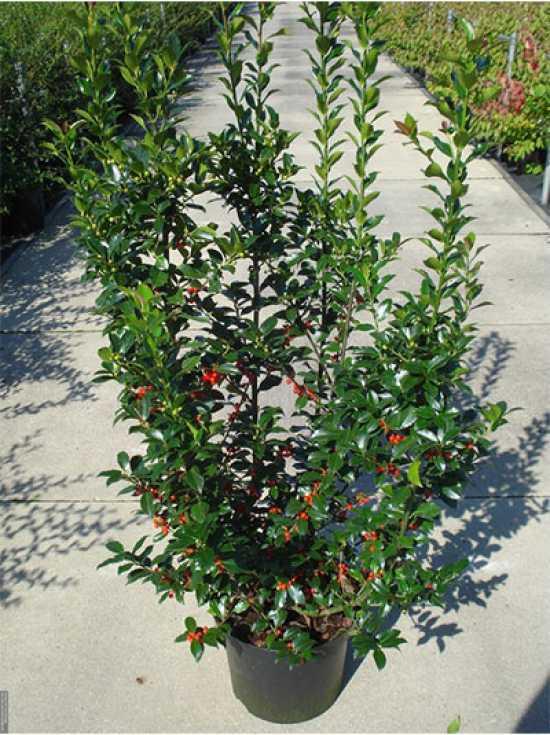 RedCrocus Blue Maid' Meserve Holly Ilex meserveae Evergreen Bush Shrub 4-6 ft Hardy Privacy Hedge  4/5' h B&B