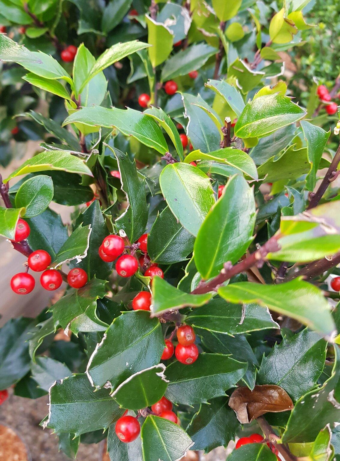 RedCrocus Blue Maid' Meserve Holly Ilex meserveae Evergreen Bush Shrub 4-6 ft Hardy Privacy Hedge  4/5' h B&B