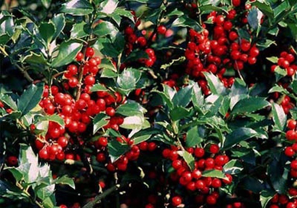 RedCrocus Blue Maid' Meserve Holly Ilex meserveae Evergreen Bush Shrub 4-6 ft Hardy Privacy Hedge  4/5' h B&B