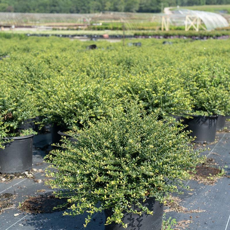 Ilex Crenata Helleri - View 11 from www redcrocus com