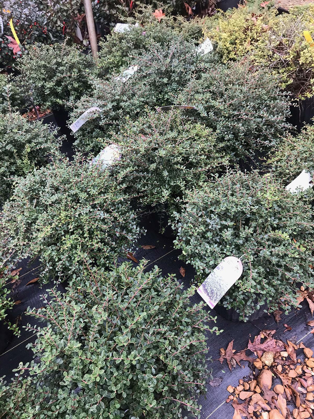 Ilex Crenata Helleri - View 12 from www redcrocus com
