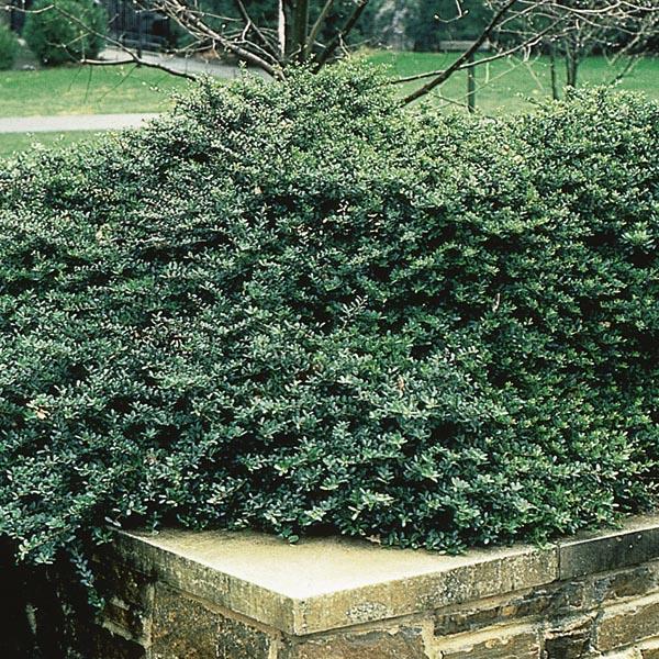 Ilex Crenata Helleri - View 13 from www redcrocus com
