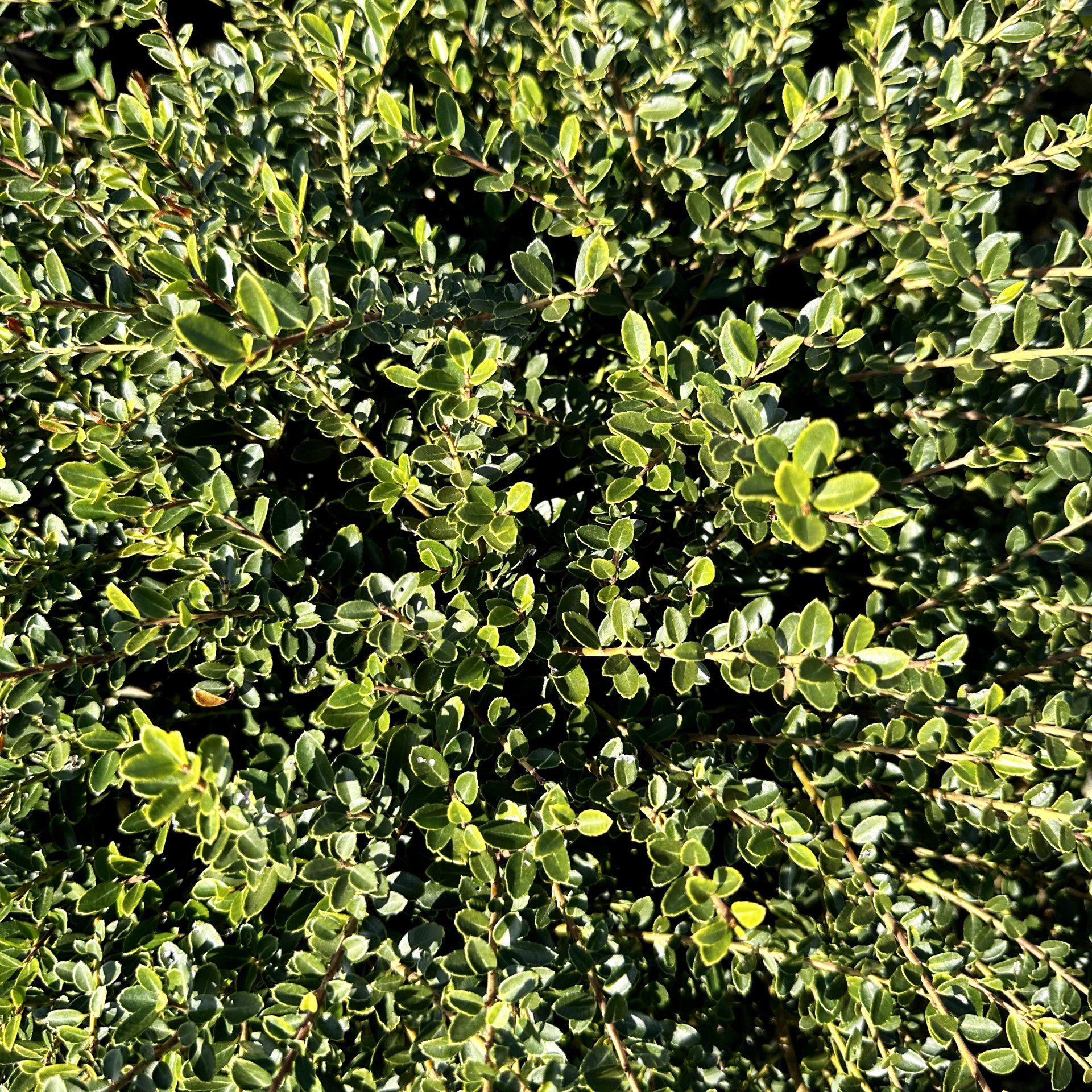 Ilex Crenata Helleri - View 14 from www redcrocus com