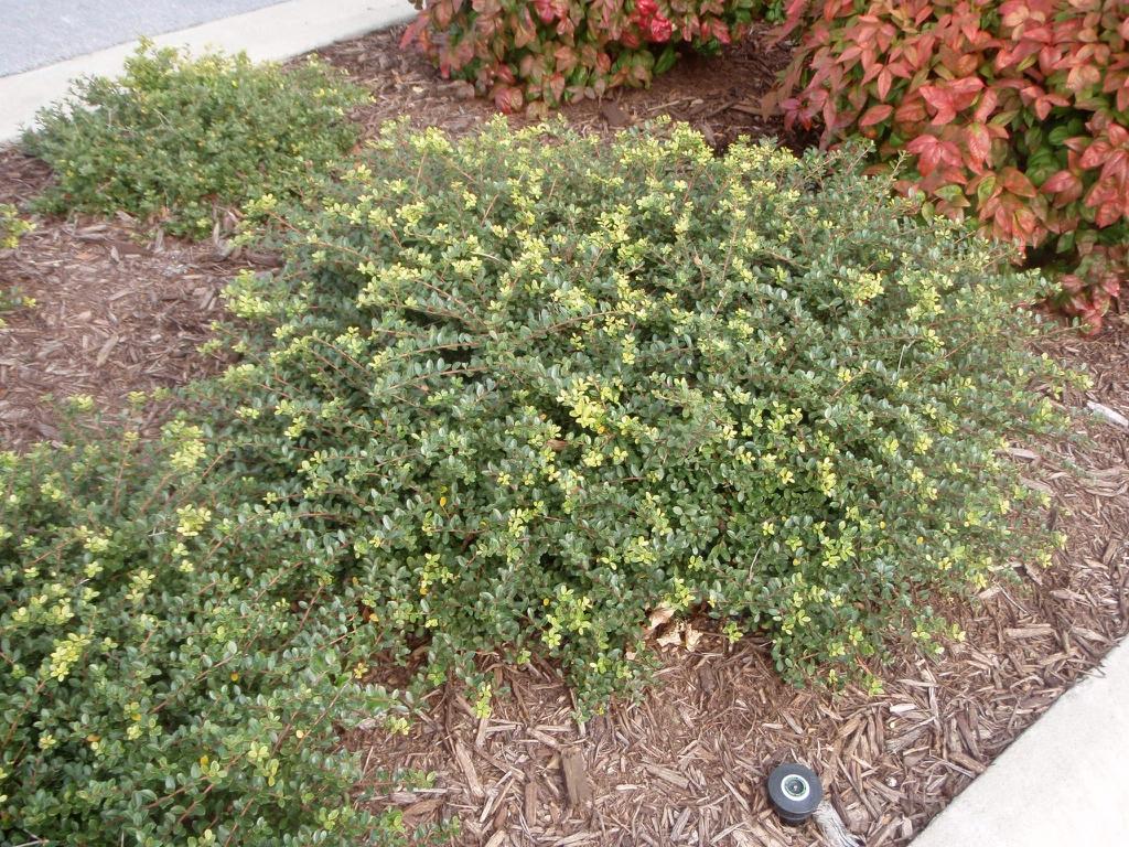Ilex Crenata Helleri - View 16 from www redcrocus com