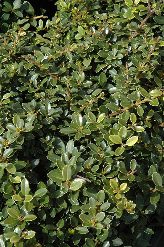 Ilex Crenata Helleri - View 17 from www redcrocus com