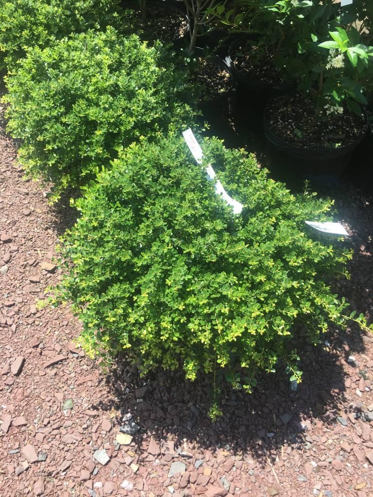 Ilex Crenata Helleri - View 18 from www redcrocus com