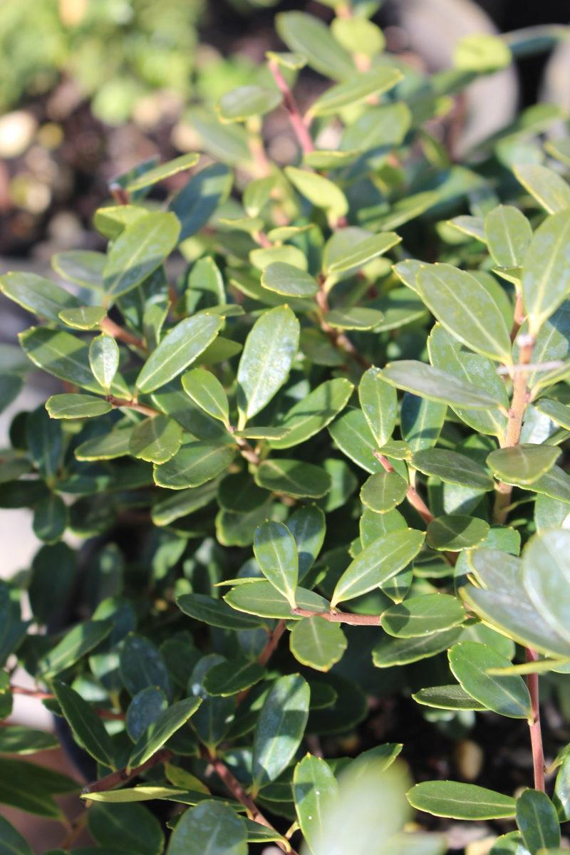 Ilex Crenata Helleri - View 19 from www redcrocus com