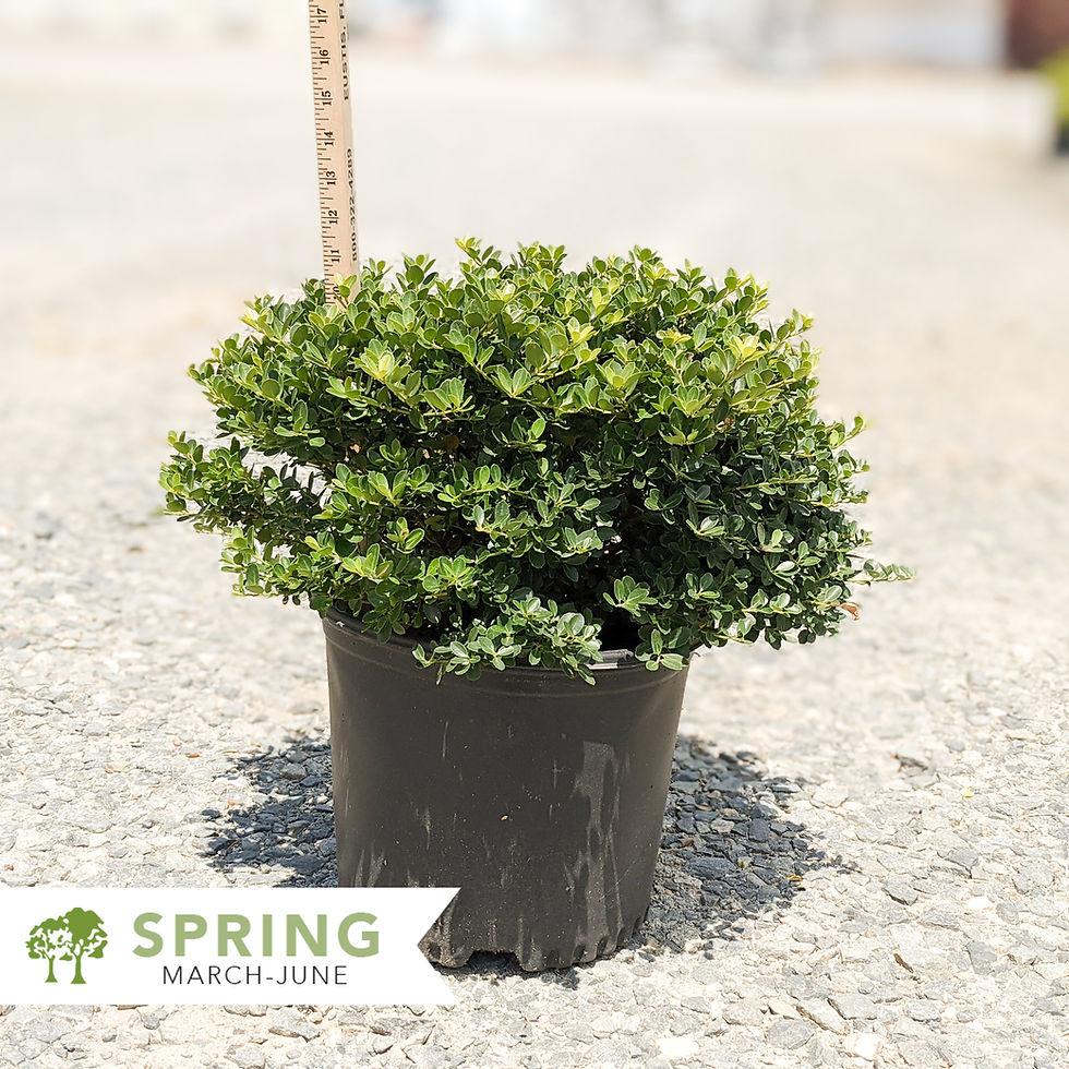 Ilex Crenata Helleri - View 20 from www redcrocus com