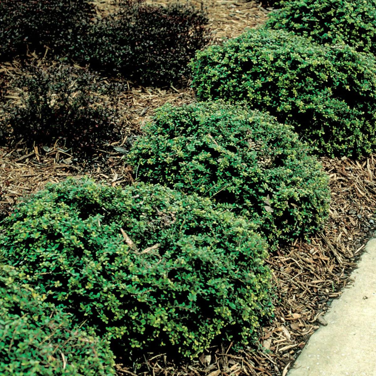 Ilex Crenata Helleri - View 2 from www redcrocus com