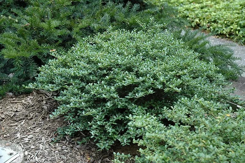 Ilex Crenata Helleri - View 3 from www redcrocus com