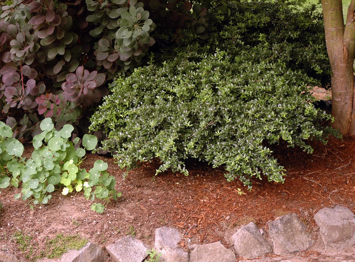 Ilex Crenata Helleri - View 4 from www redcrocus com