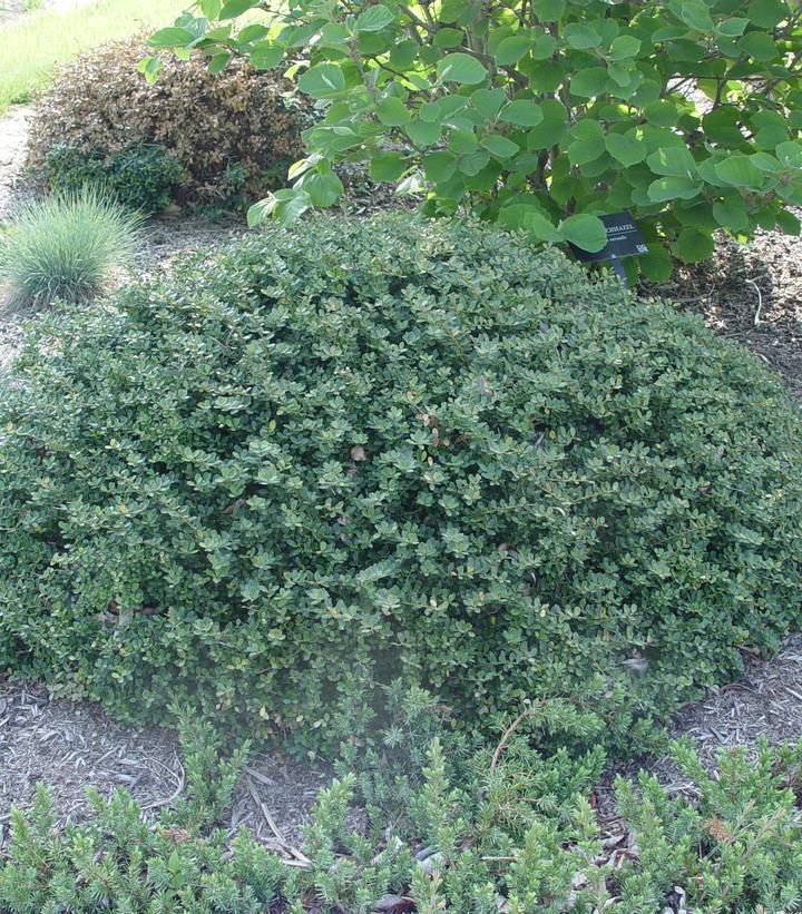 Ilex Crenata Helleri - View 9 from www redcrocus com