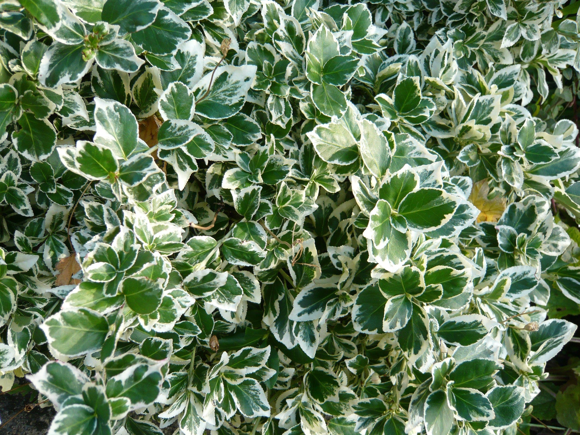 Euonymus Fortunei Emerald Gaiety - View 15 from www redcrocus com