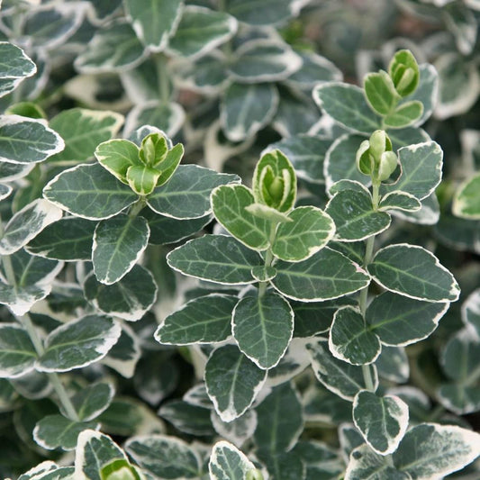 Euonymus Fortunei Emerald Gaiety - View 1 from www redcrocus com