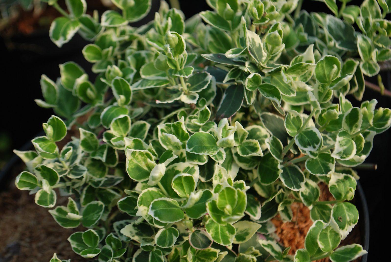 Euonymus Fortunei Emerald Gaiety - View 4 from www redcrocus com