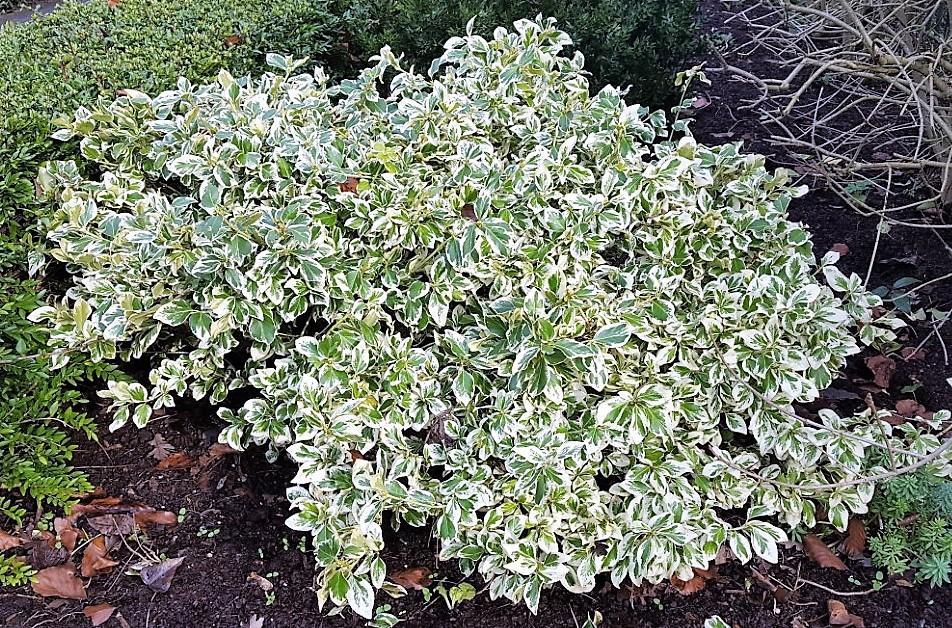 Euonymus Fortunei Emerald Gaiety - View 5 from www redcrocus com