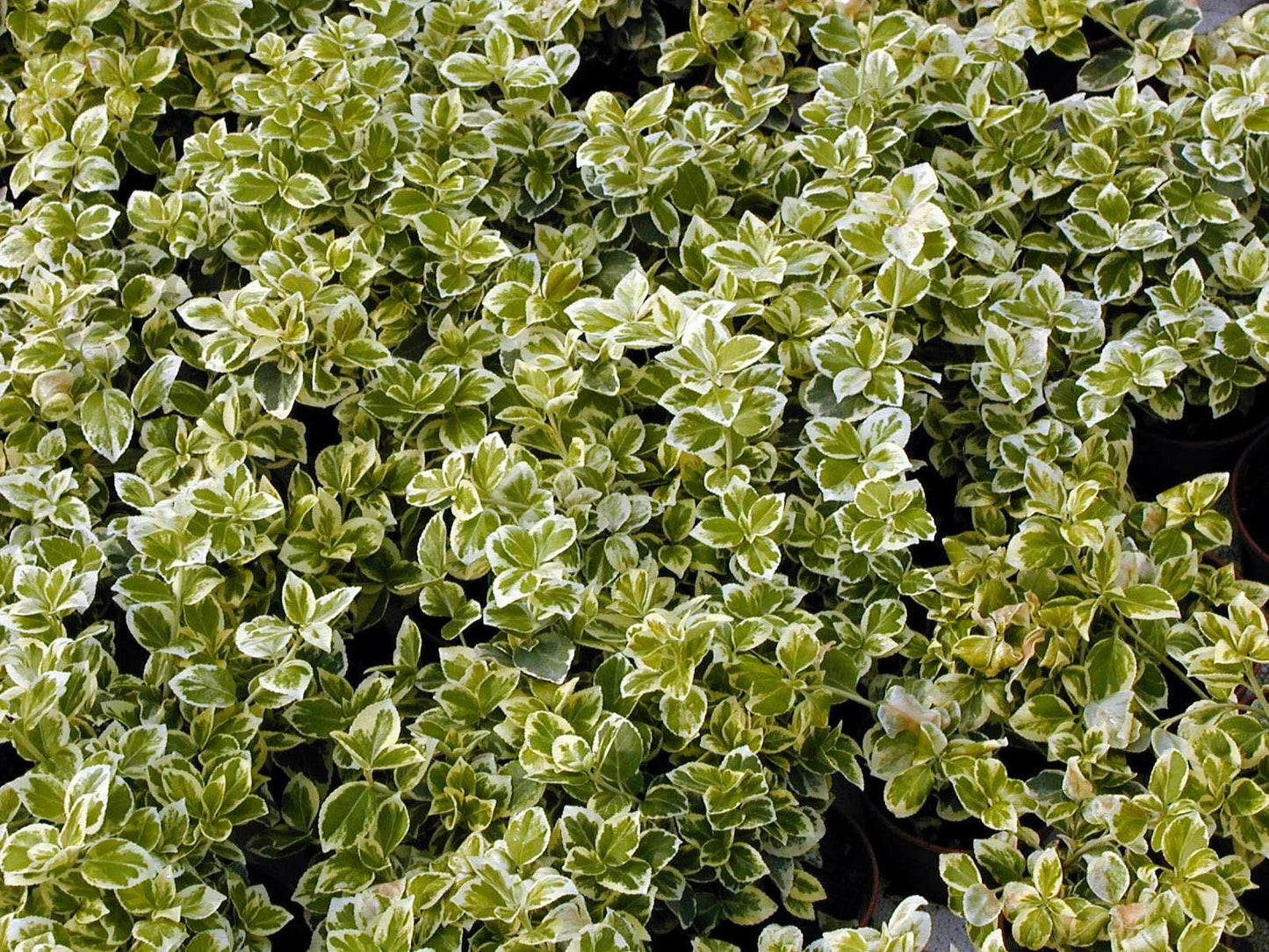 Euonymus Fortunei Emerald Gaiety - View 7 from www redcrocus com