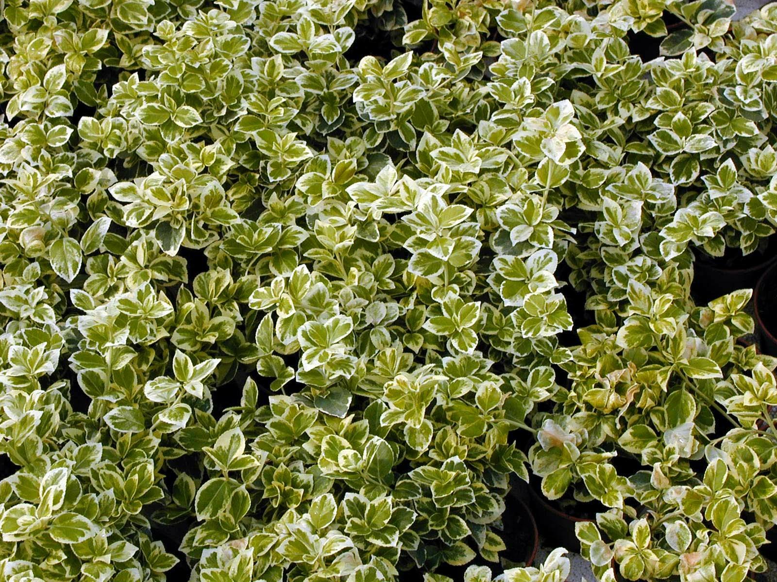 Euonymus Fortunei Emerald Gaiety - View 7 from www redcrocus com