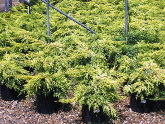 Juniperus Chinensis Pfitzeriana Gold Lace - View 10 from www redcrocus com