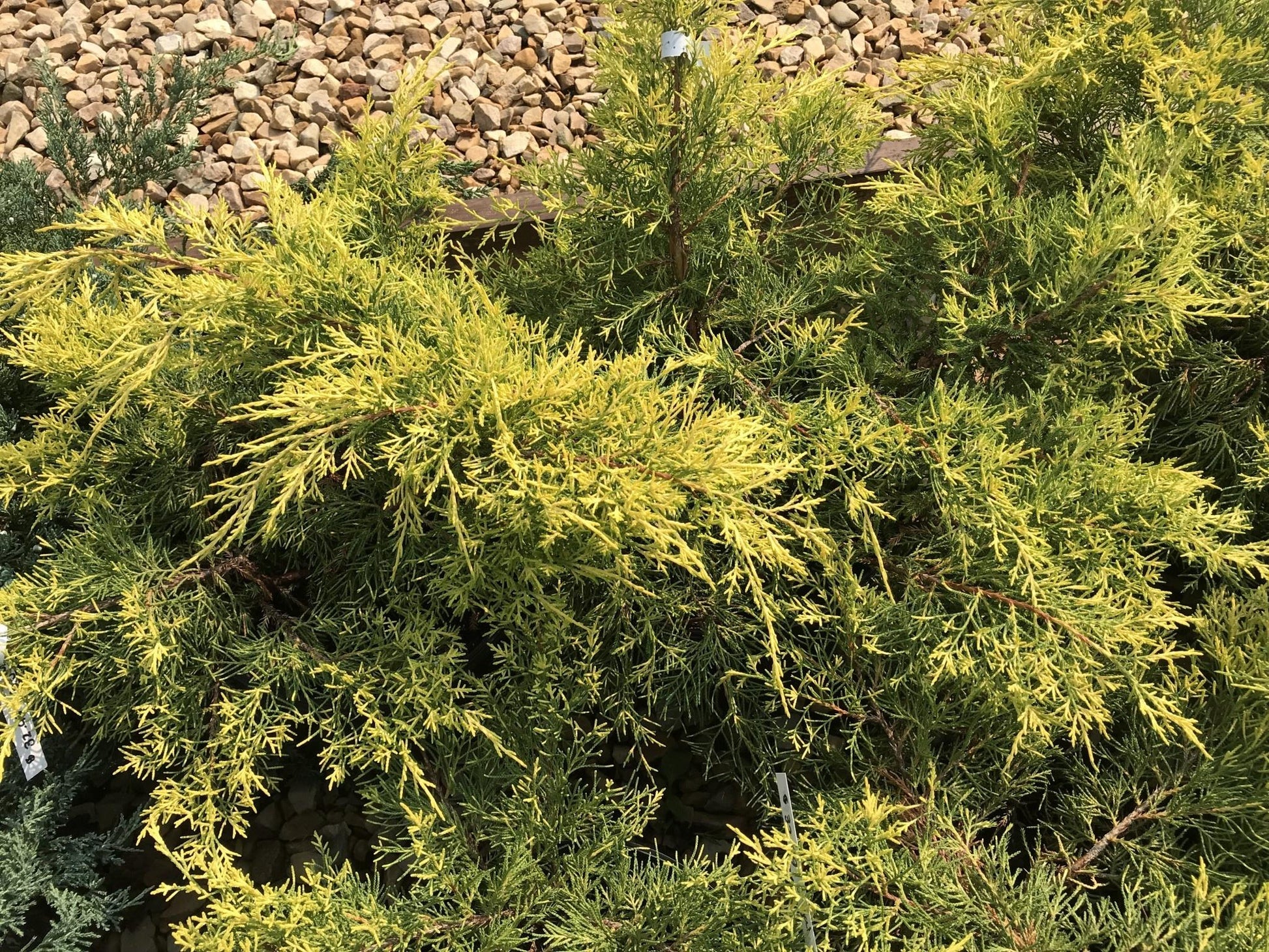 Juniperus Chinensis Pfitzeriana Gold Lace - View 14 from www redcrocus com