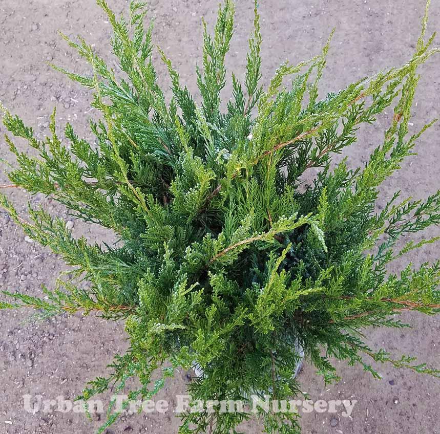 Juniperus Chinensis Sea Green - View 8 from www redcrocus com
