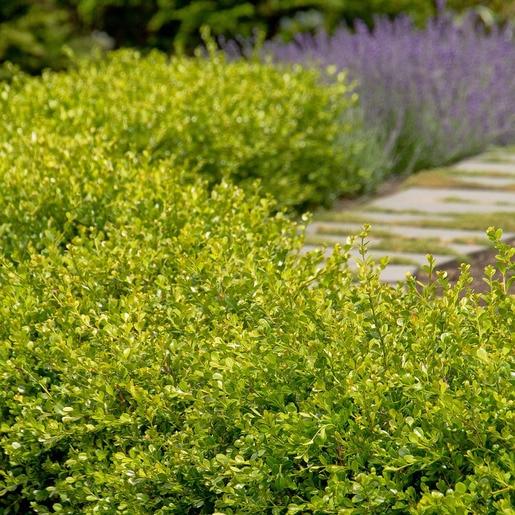 Buxus Microphylla Winter Gem - View 14 from www redcrocus com