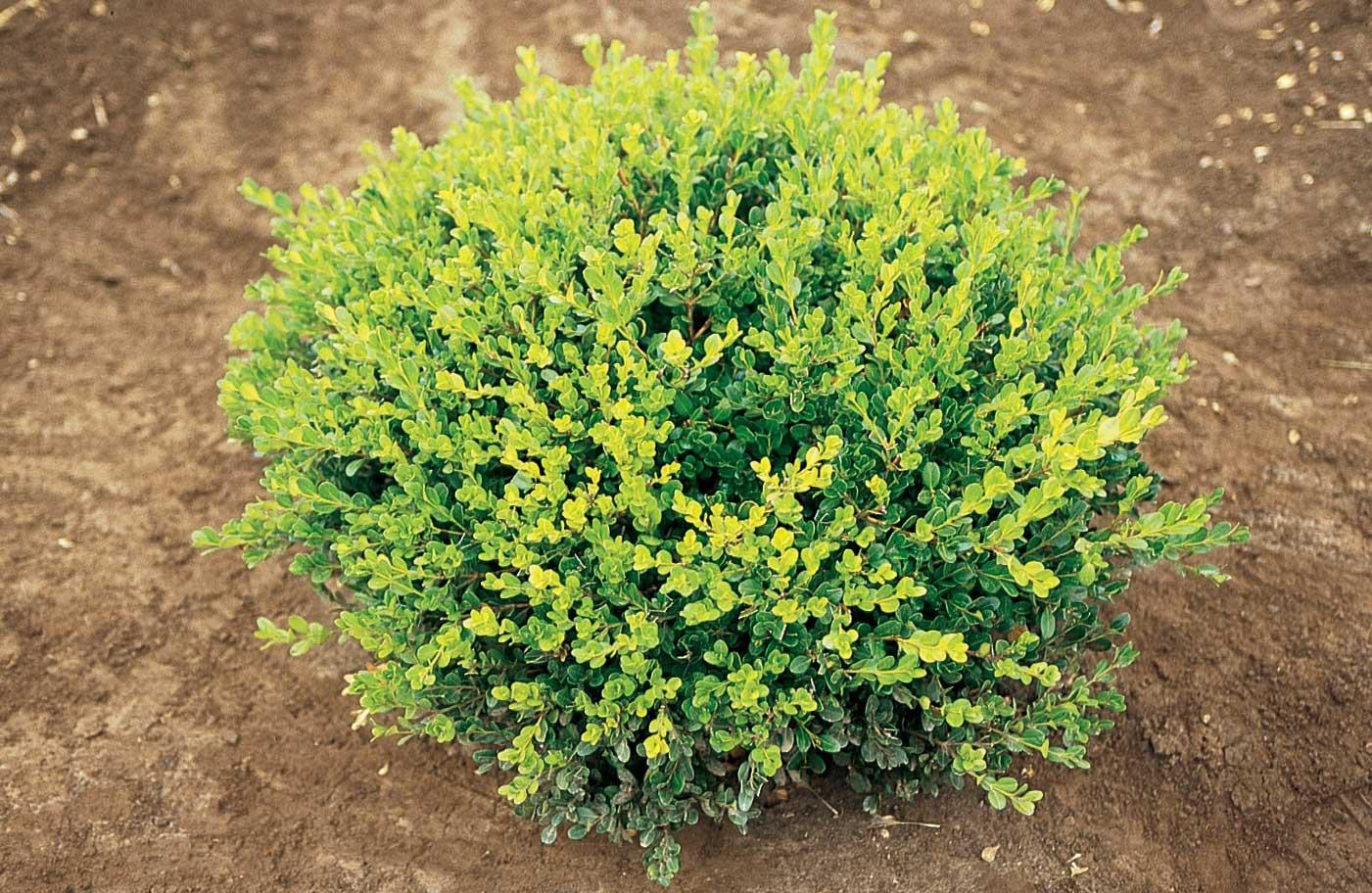 Buxus Microphylla Winter Gem - View 3 from www redcrocus com