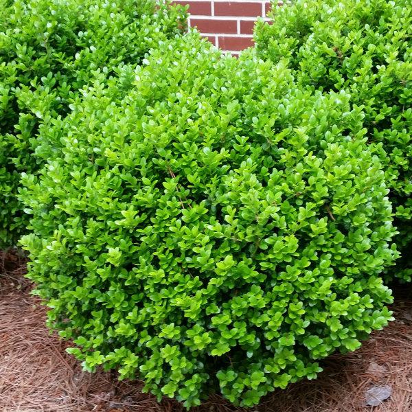 Buxus Microphylla Winter Gem - View 4 from www redcrocus com