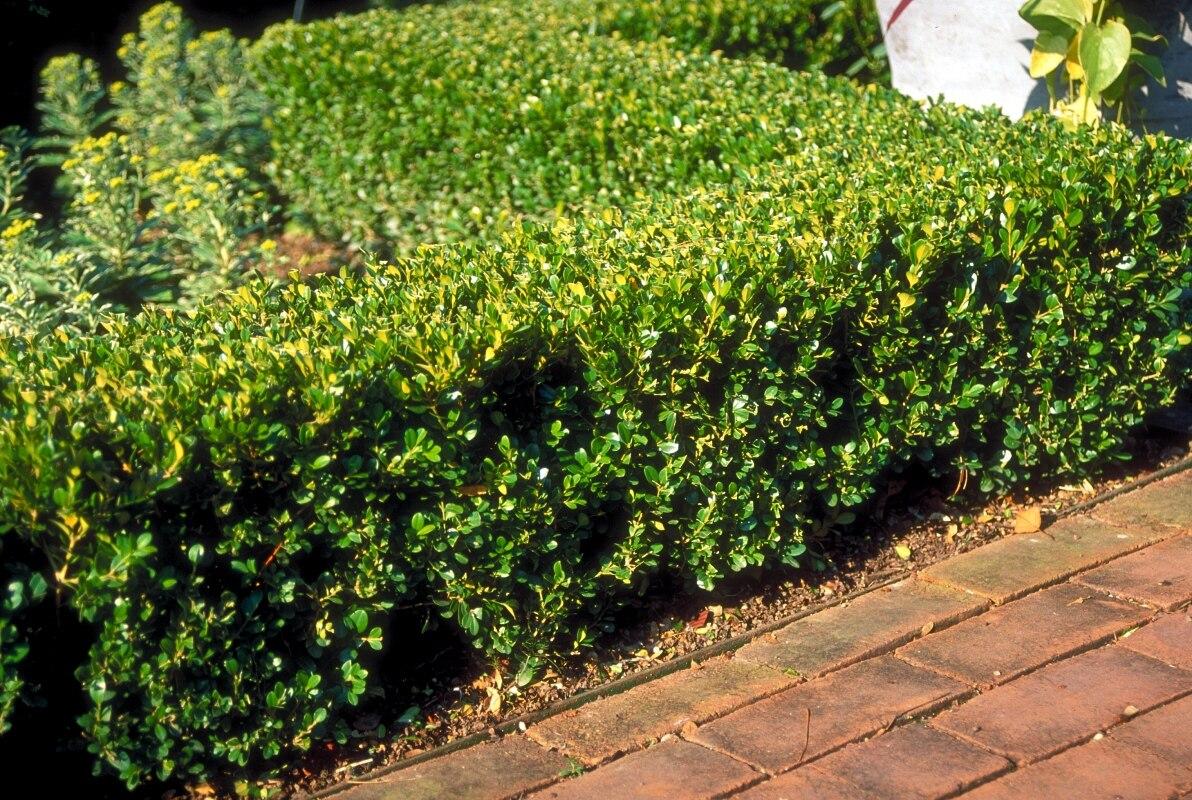 Buxus Microphylla Winter Gem - View 7 from www redcrocus com