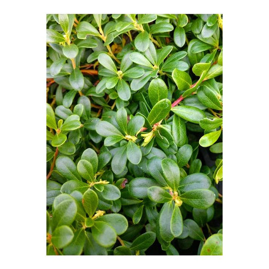 Arctostaphylos Uva Ursi Massachusetts - View 10 from www redcrocus com