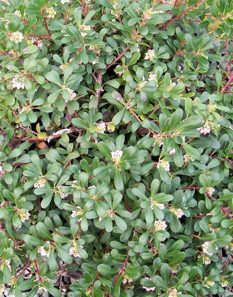 Arctostaphylos Uva Ursi Massachusetts - View 11 from www redcrocus com