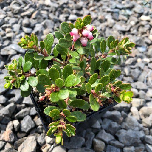 Arctostaphylos Uva Ursi Massachusetts - View 12 from www redcrocus com