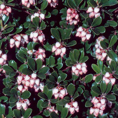 Arctostaphylos Uva Ursi Massachusetts - View 14 from www redcrocus com