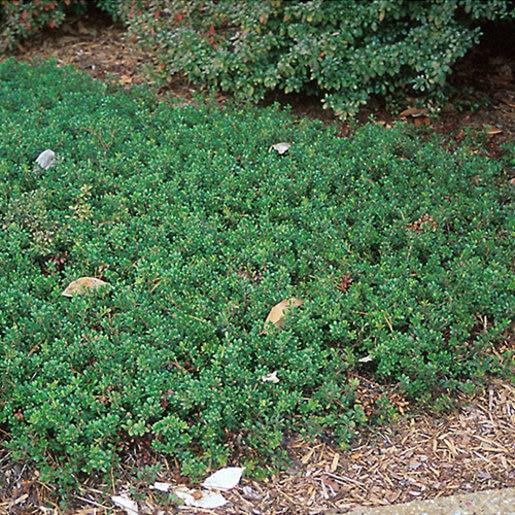 Arctostaphylos Uva Ursi Massachusetts - View 15 from www redcrocus com