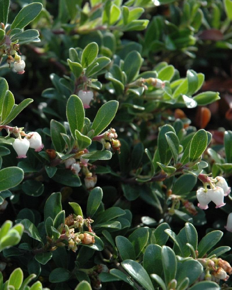 Arctostaphylos Uva Ursi Massachusetts - View 16 from www redcrocus com