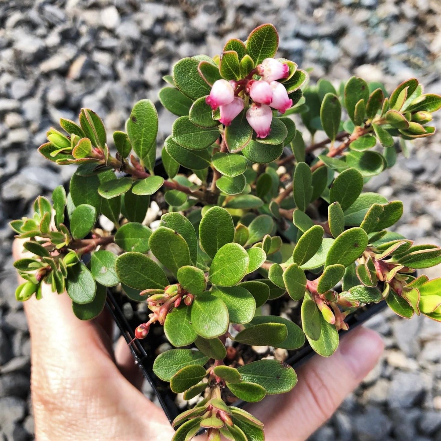 Arctostaphylos Uva Ursi Massachusetts - View 1 from www redcrocus com