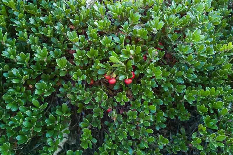 Arctostaphylos Uva Ursi Massachusetts - View 2 from www redcrocus com