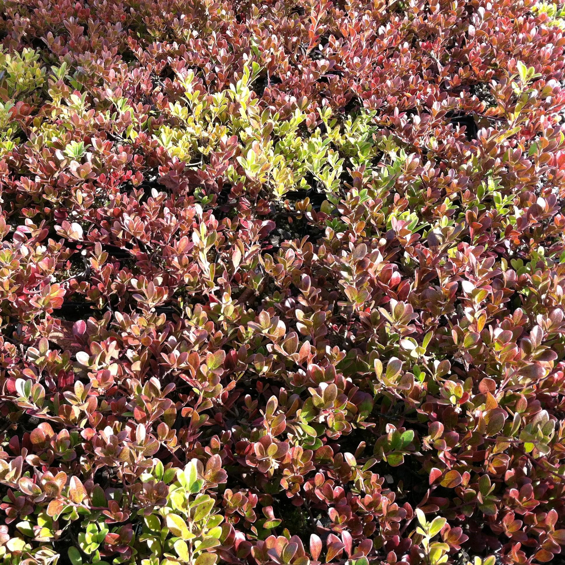 Arctostaphylos Uva Ursi Massachusetts - View 5 from www redcrocus com