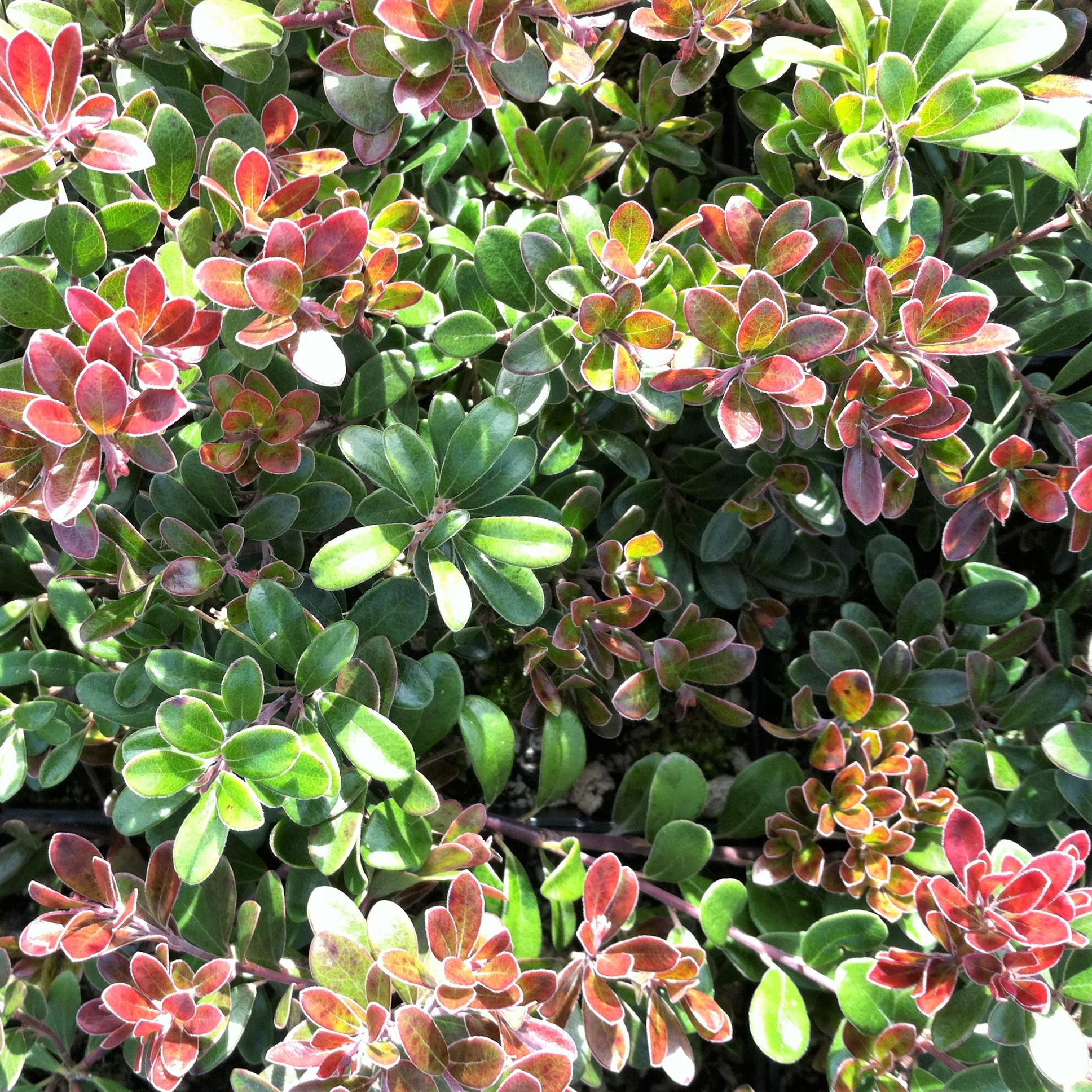Arctostaphylos Uva Ursi Massachusetts - View 6 from www redcrocus com